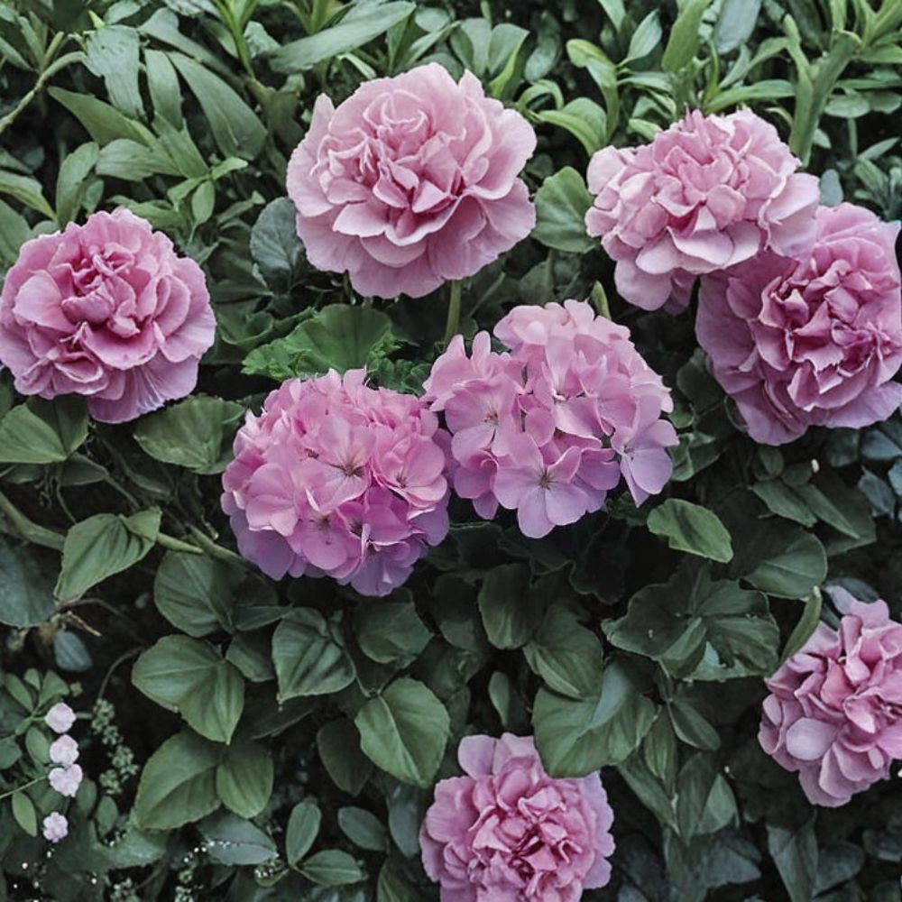 Geranium Seeds – Maverick Quicksilver Pelargonium Zonal Seeds with Silvery Lavender Flowers, 100 Pack