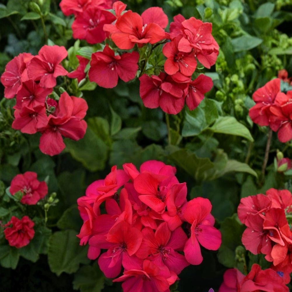 Presto Dark Fuchsia Geranium Seeds – Pelargonium Flower Seeds for Patio & Container Gardening, 25+ Seeds, Easy to Grow, Bold Fuchsia Blooms