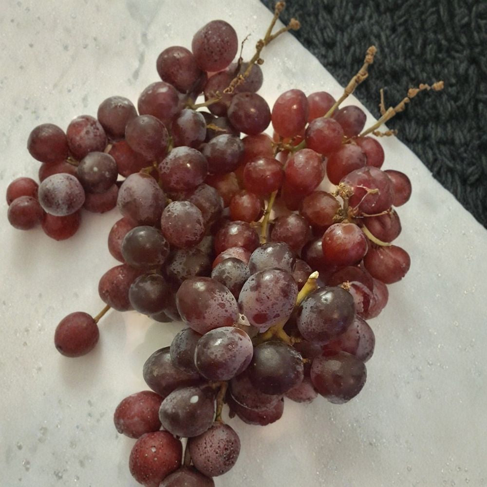 Vanessa Red Seedless Grape Vine – Live Fruit Plant, Self-Fertile, Red Seedless Grapes, 1 Gallon Vineyard Vine, Easy to Grow Home Garden