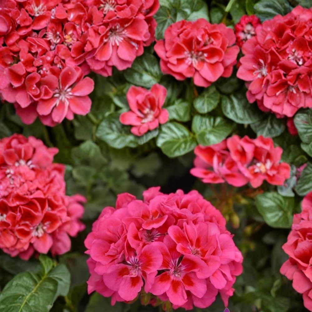 Presto Pink Geranium Seeds – Pelargonium x hortorum Flower Seeds, 25+ Seeds, Vibrant Pink Blooms, Container & Garden Bed, Easy to Grow