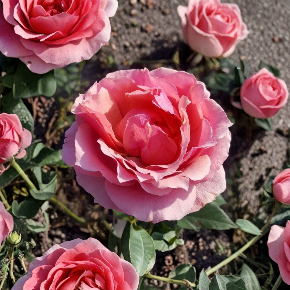 Princesse de Monaco Grandiflora Rose – Pink Bi-Color Bush Plant, 3 Gallon, Garden & Landscape Favorite