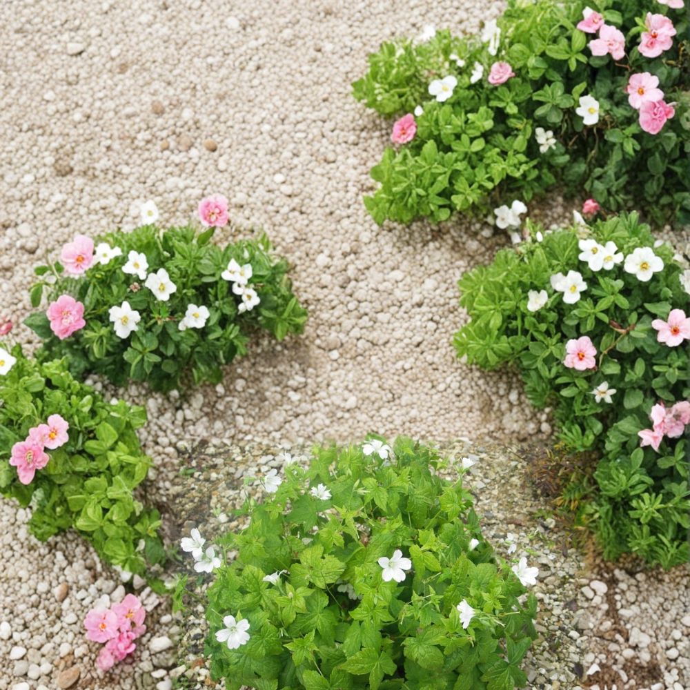 Silverwood Geranium Seeds – 25+ Premium Flower Seeds for Gardens, Patios & Balconies | Colorful Blooms | Easy to Grow