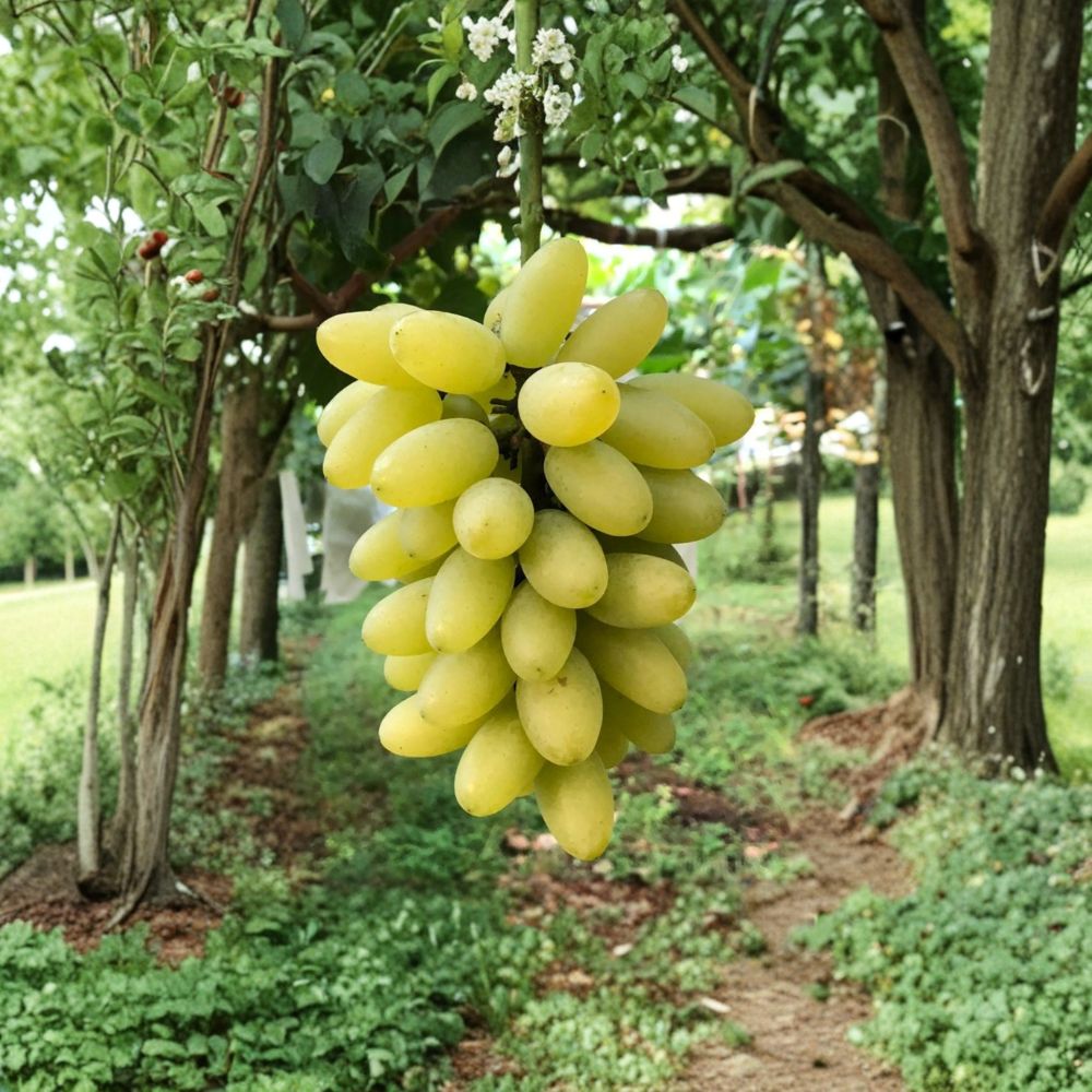 Gold Finger Grape Vine – Live Plant | Japanese Premium Table Grape | Sweet Golden Elongated Berries | High Brix Fruit