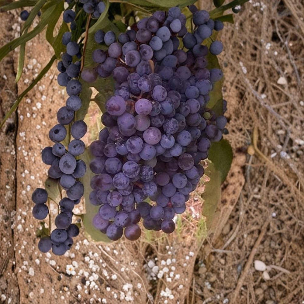 Zinfandel Wine Grape Vine – Live Fruit Plant, 3 Gallon, Self-Fertile, Vineyard Grape, Easy to Grow, Vitis vinifera