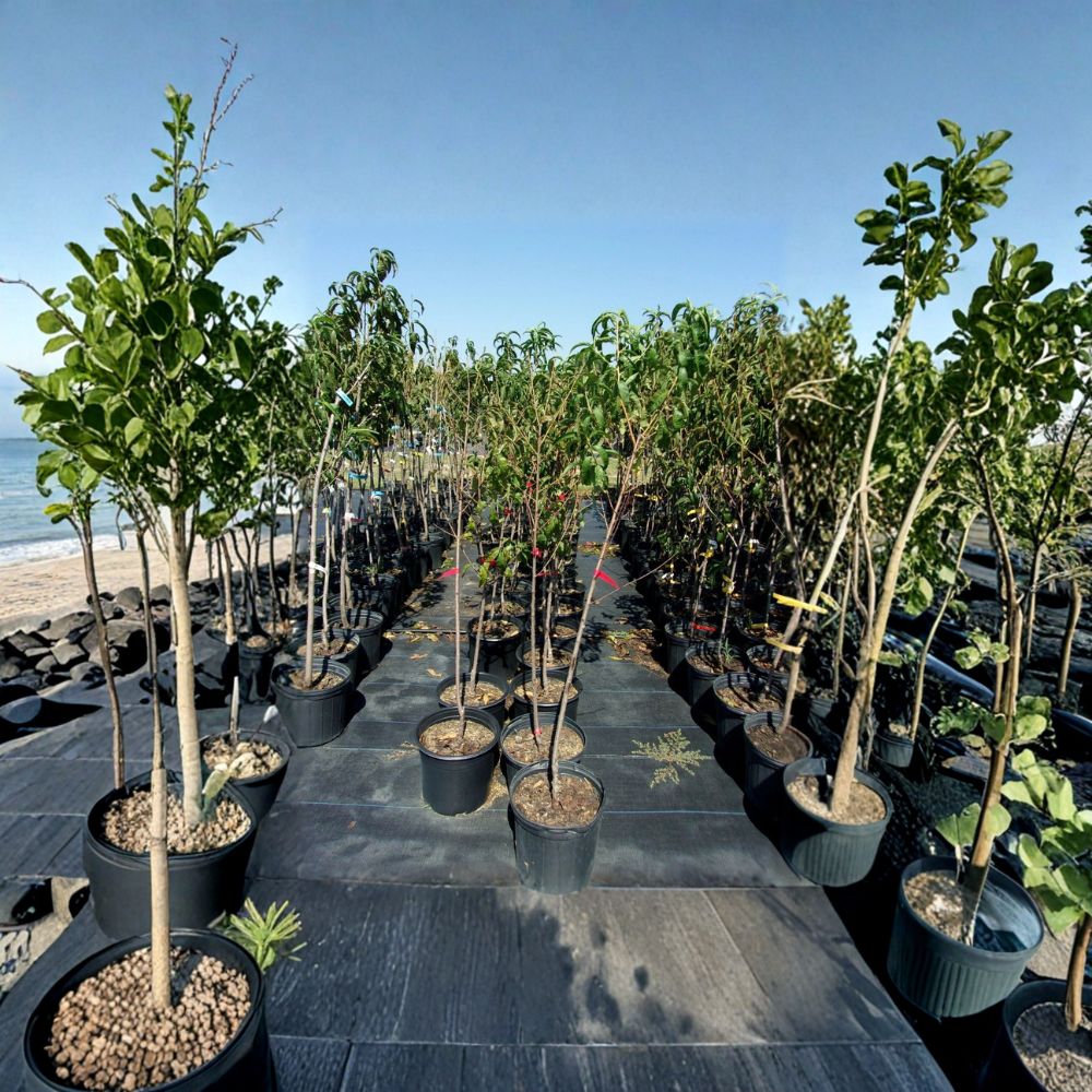 Crimson Snow Nectarine Tree – Live Fruit Tree with White Flesh, Self-Fertile, 4–6 Feet Tall, Prunus persica var. nucipersica