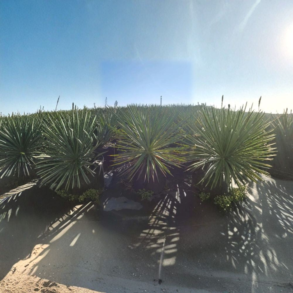 Color Guard Yucca Live Plant – 3 Gallon Shrub with Variegated Foliage and White Bell Flowers – Drought Tolerant Landscape Favorite