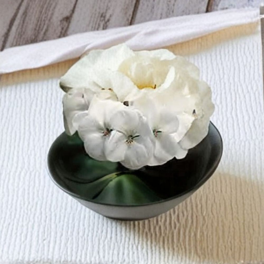 Geranium Pinto Premium White Pelargonium Seeds 1,000 | Snow White Blooms, Easy to Grow, Garden & Pot Planting