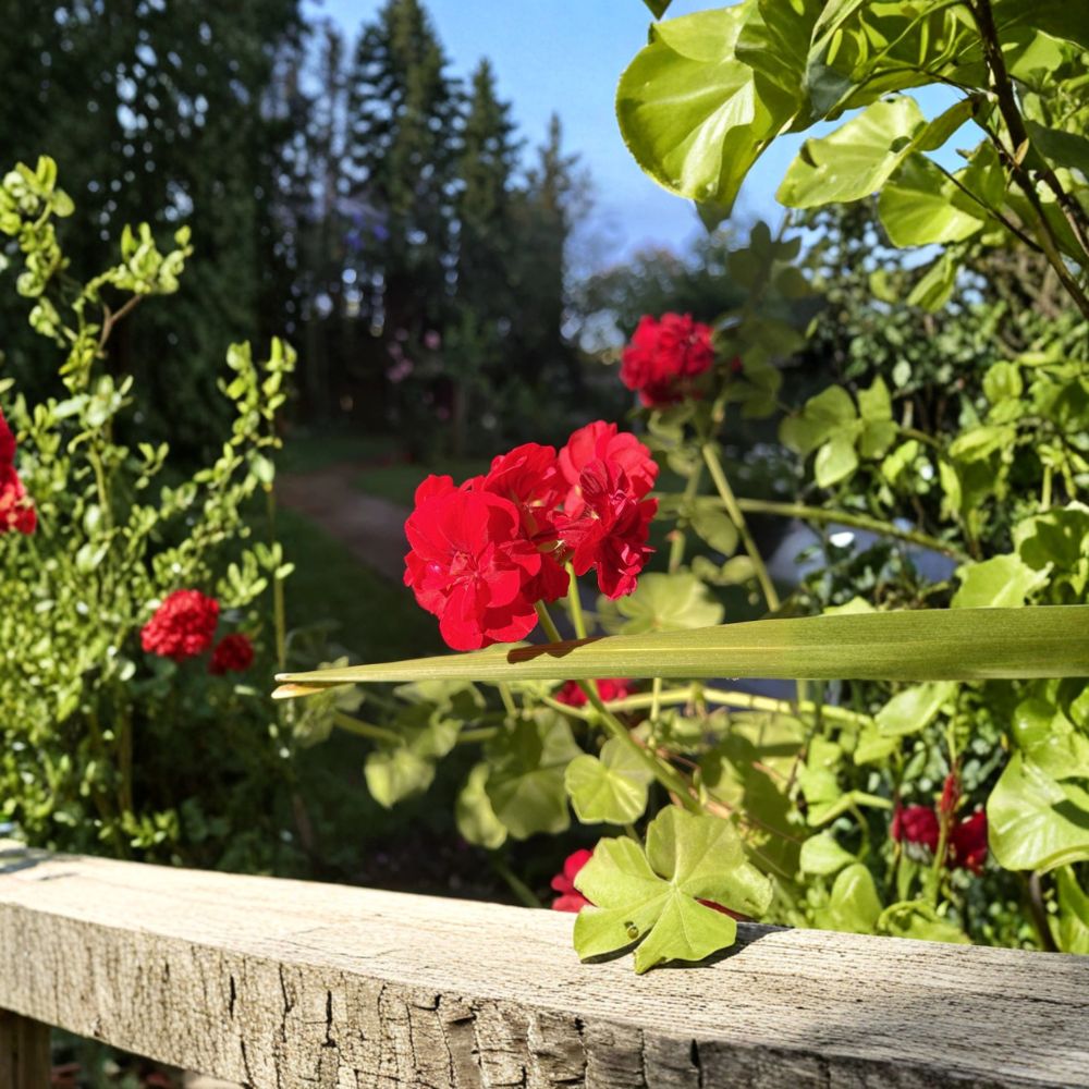 True Red Ivy Geranium Cuttings – Pelargonium Peltatum Live Plant, 5 Unrooted 6-Inch Trailing Red Blooms, Hanging Basket Friendly