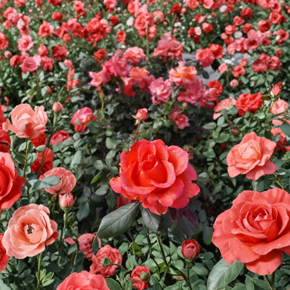 Ring of Fire Hybrid Tea Rose – Rosa Live Plant 1 Gallon Bush Fiery Red Orange Blooms Repeat Blooming Garden Rose