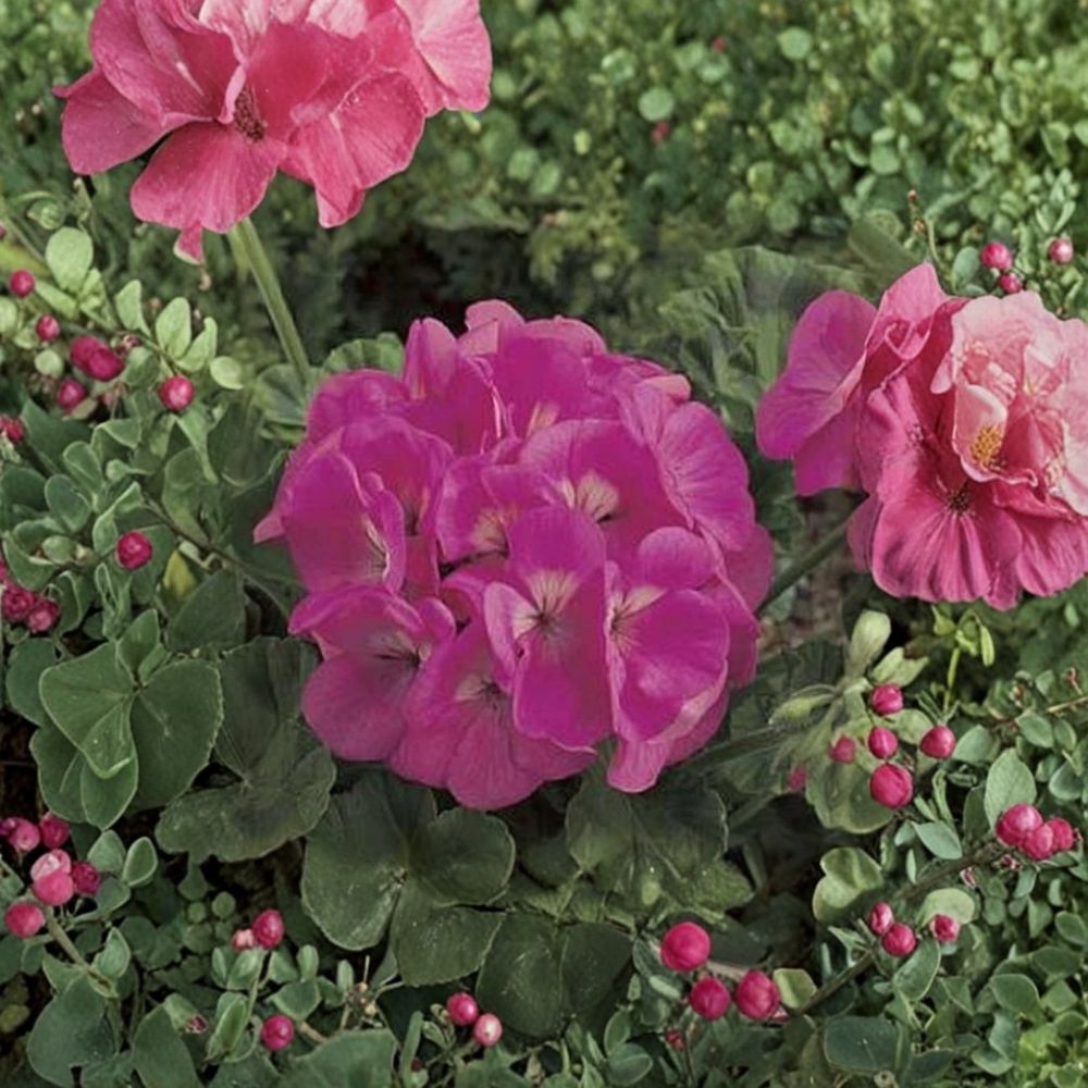 Pink Geranium Seeds – Maverick Series Pelargonium Zonal Large Pink Blooms for Patio & Container Gardening, 10 Seeds