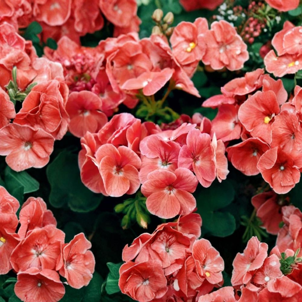 Ringo Salmon Geranium Seeds – Pelargonium Flower Seeds for Planters & Window Boxes – Early Blooming Salmon Flowers – 15 Seeds Included