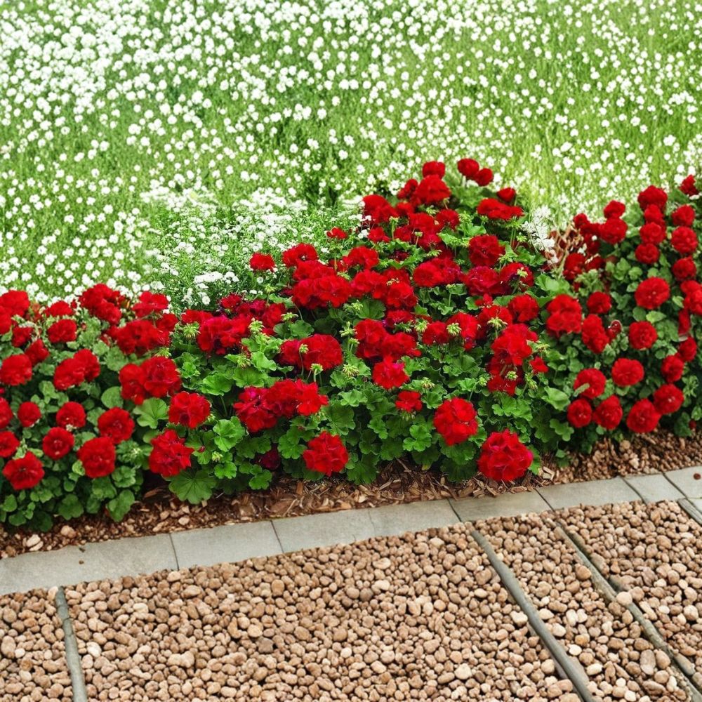 Geranium Cuttings – 8 Pelargonium Mountie Red Ivy Trailing Geranium for Rooting, Scarlet Red Blooms