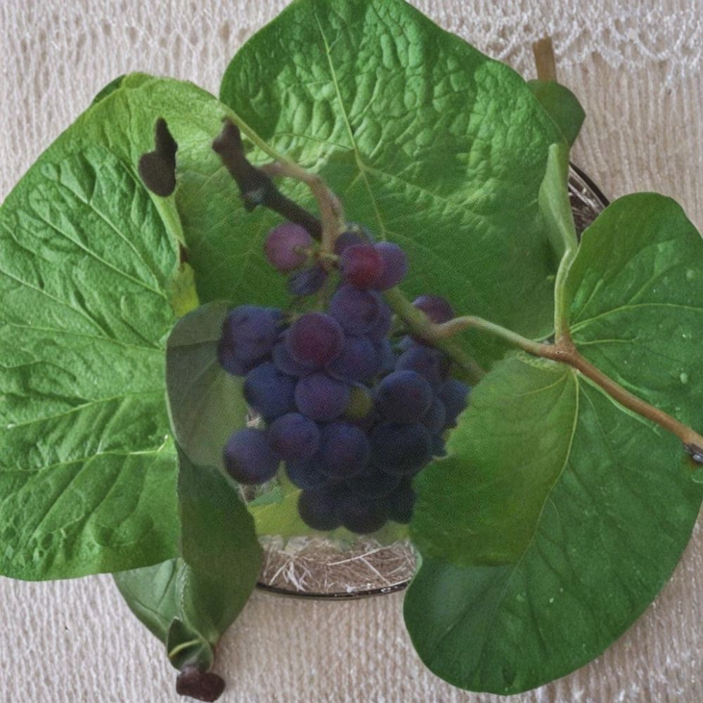 Saturn Blue Seedless Grape Vine – Vitis vinifera Live Plant, 3 Gallon, Large Blue Seedless Grapes, Self-Fertile Fruit Vine, Easy to Grow