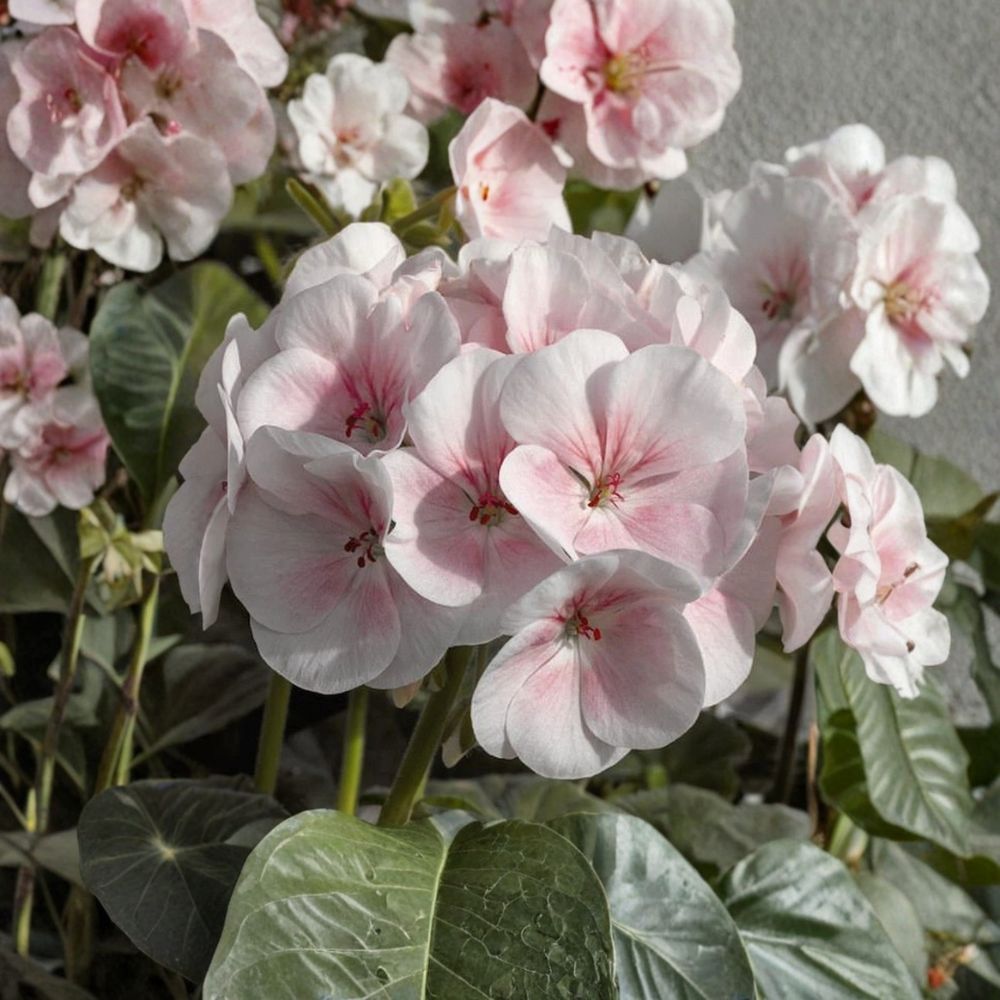 Pink & White Geranium Seeds – Pelargonium Zonale Flower Seeds for Patio & Balcony Gardens, Pollinator Friendly, Easy to Grow