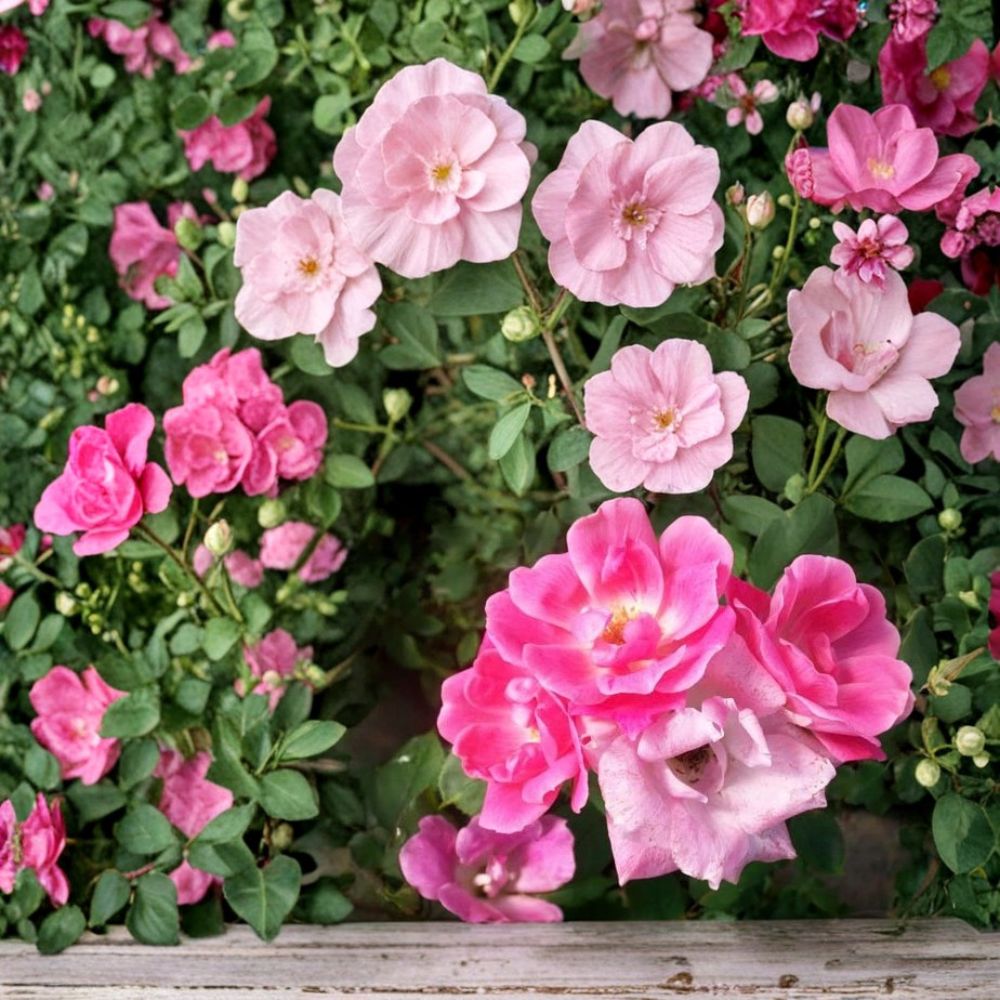 Pink Knock Out® Rose Shrub – Rosa 'RADcon' 3 Gallon, Medium Pink Flowering, Disease Resistant, Repeat Bloomer Landscape Plant