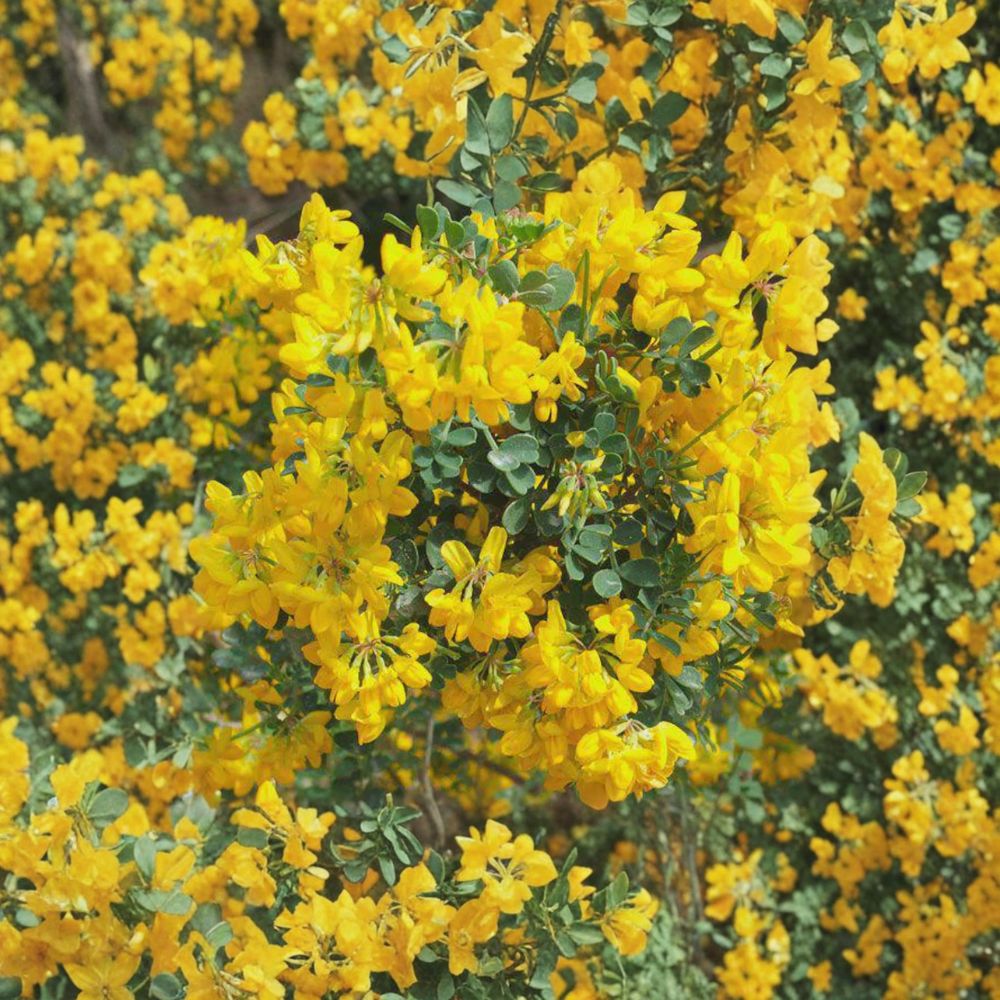Siberian Pea Shrub Live Cuttings – Caragana arborescens, Hardy Privacy Hedge, Nitrogen Fixing Shrub, Alaska Grown, Easy to Grow