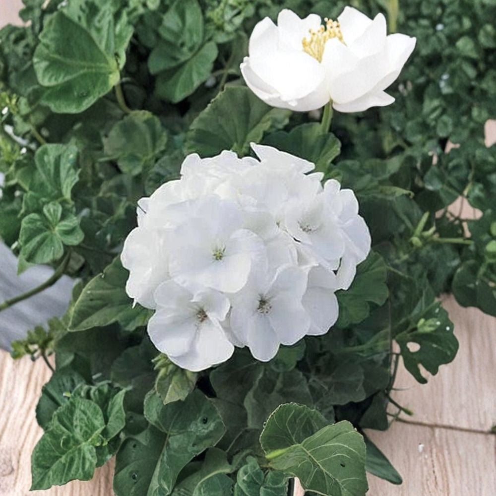 White Geranium Seeds – Pelargonium hortorum, Pure White Blooms, Garden & Container Planting, Easy to Grow, 10 Seeds
