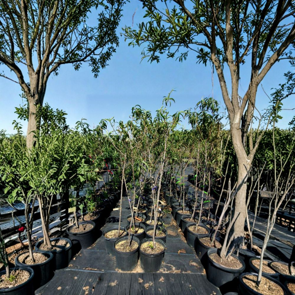 Scarlet Prince Peach Tree – Live Fruit Tree | 4–6 Feet Tall | Self-Pollinating Freestone Peaches | Small Garden Orchard Tree