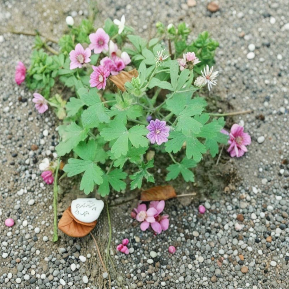 Geranium bohemicum Seeds – Cranesbill Flower Seeds with Violet Blue Blooms – Pollinator Friendly Perennial Garden Plant – 10+ Seeds
