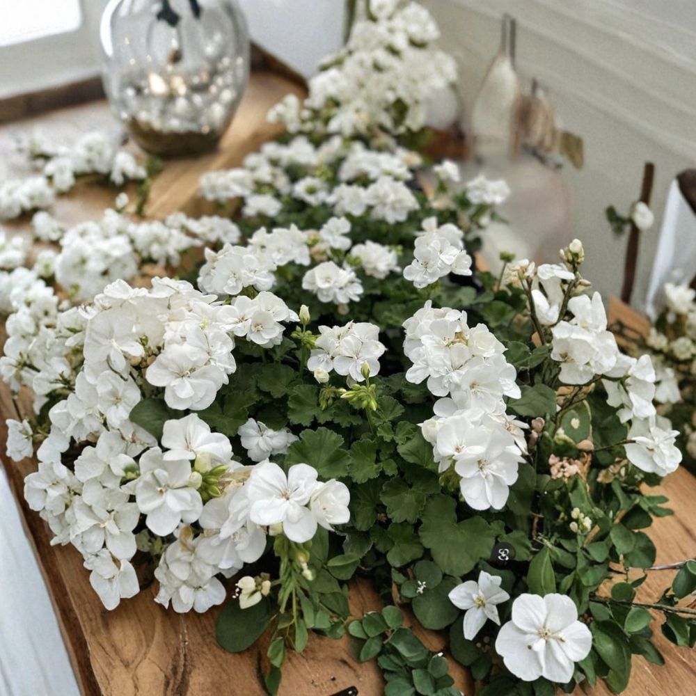 Snow White Zonal Geranium Cuttings – Pelargonium Live Plant, White Blooms with Pink Tint, Patio & Container Friendly, 8 Unrooted Cuttings