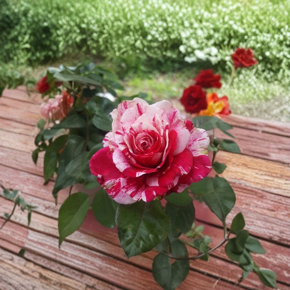 Scentimental Floribunda Rose Plant – 3 Gallon Red & White Striped Rose Bush with Fragrant Double Blooms, Rosa Hybrid Garden Flower