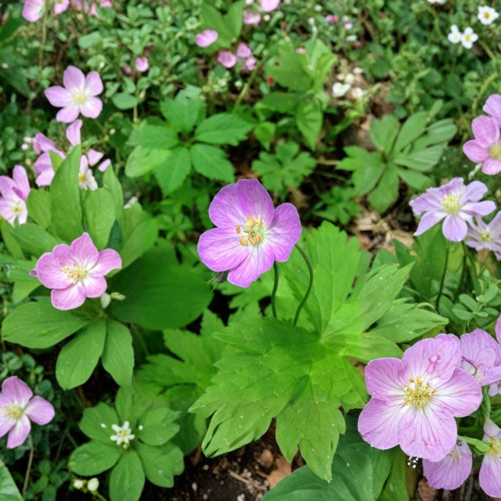 Wild Geranium Bare Roots – Geranium maculatum Cranesbill, Woodland Perennial Flower, Shade Garden, 20 Roots Included