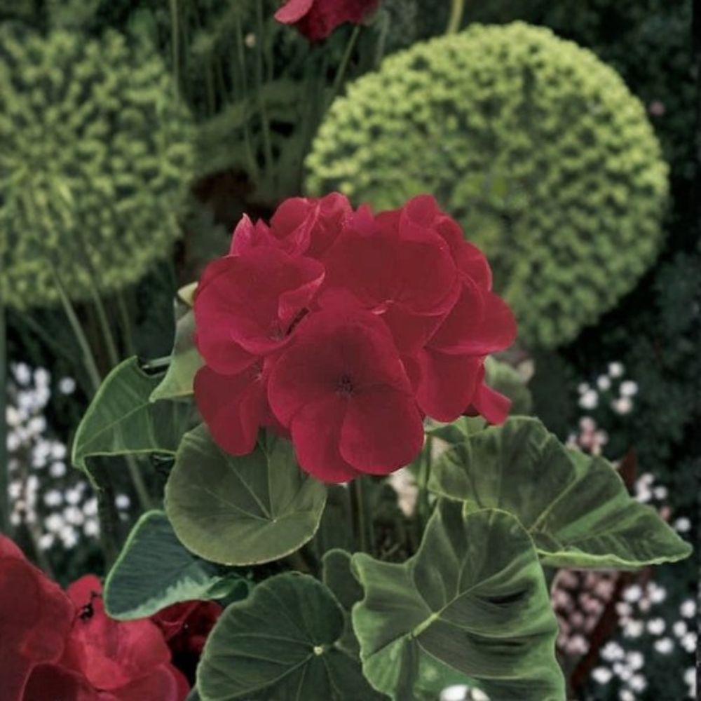 Geranium Maverick Red Seeds – Pelargonium, Deep Red Blooms, Garden & Landscape, 1,000 Seeds