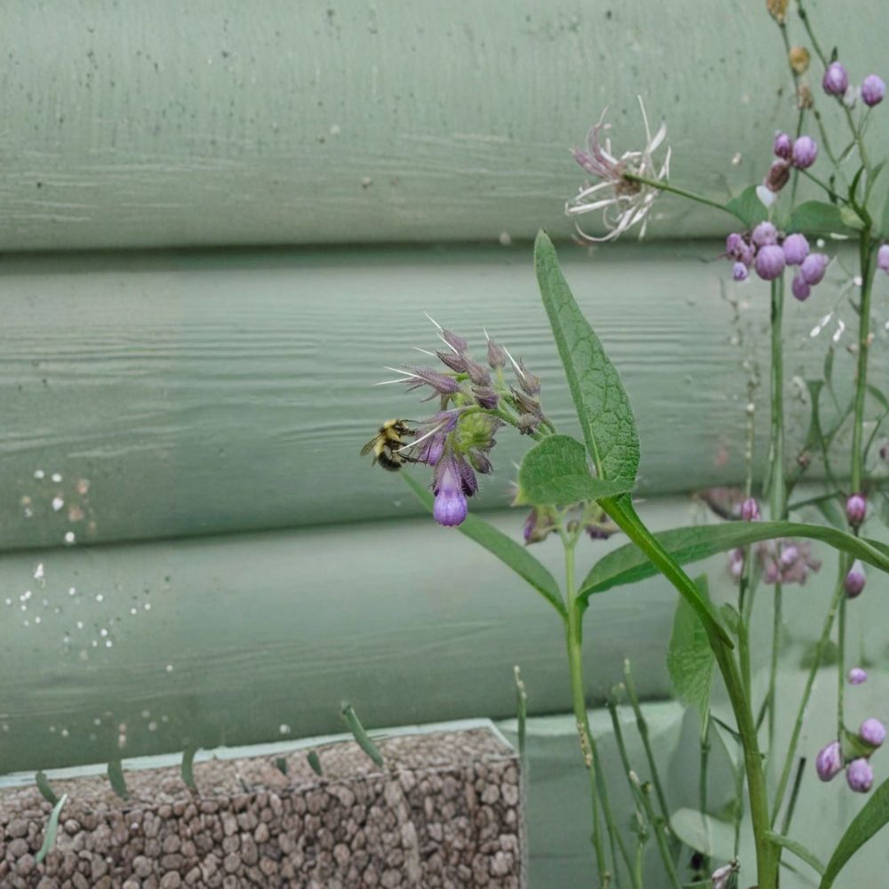 True Comfrey Seeds – Symphytum officinale, Hardy Medicinal Herb, Soil-Improving Perennial, Alaska Grown, Pollinator Friendly, 25 Seeds