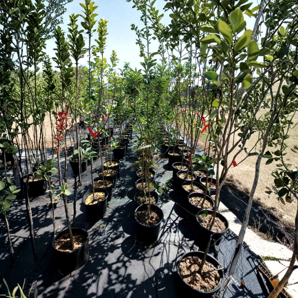 Ambrosia Apple Tree – Live Fruit Tree with Sweet Juicy Apples, Easy to Grow, Home Orchard Favorite, Malus domestica