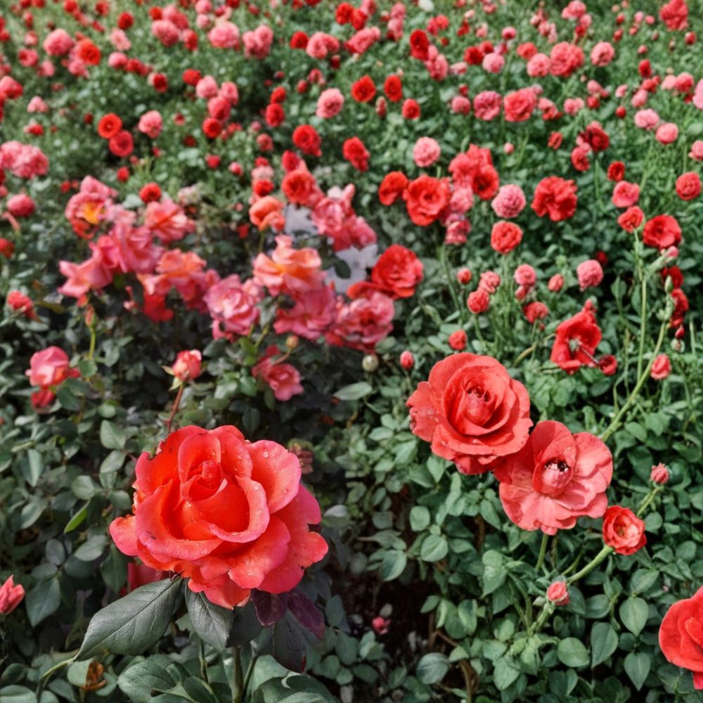 Ring of Fire Hybrid Tea Rose – Rosa Hybrid Live Bush Plant | 5 Gallon | Vibrant Multicolor Flowers | Garden Ready Landscape & Cut Flower