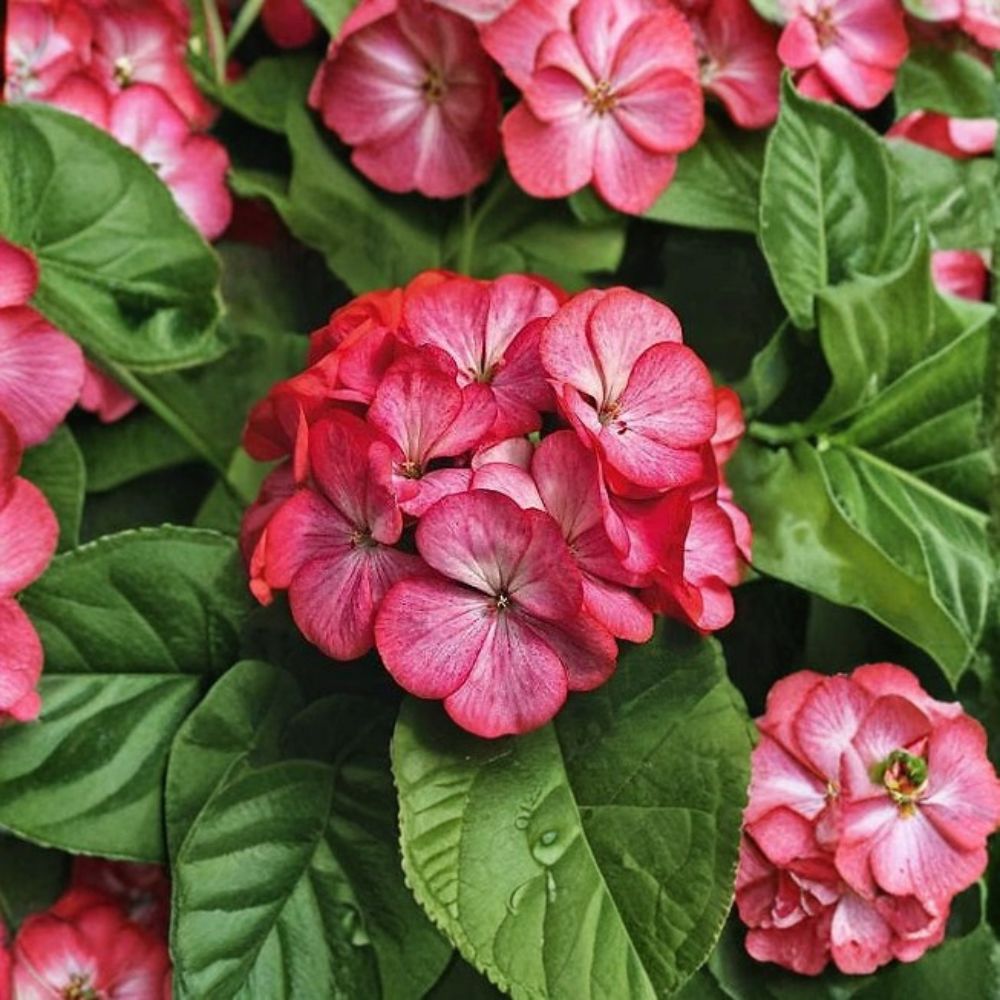 Geranium Maverick Scarlet Picotee Seeds – Pelargonium, 1,000 Seeds, Bright Scarlet Edges, Easy to Grow Garden & Pot Plant