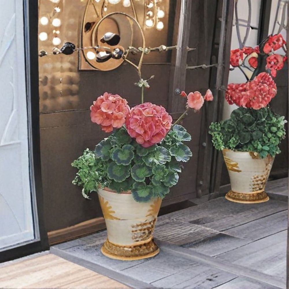 Geranium Seeds – Maverick Coral Zonal Pelargonium Seeds – Bright Coral Orange Flowers for Garden & Container