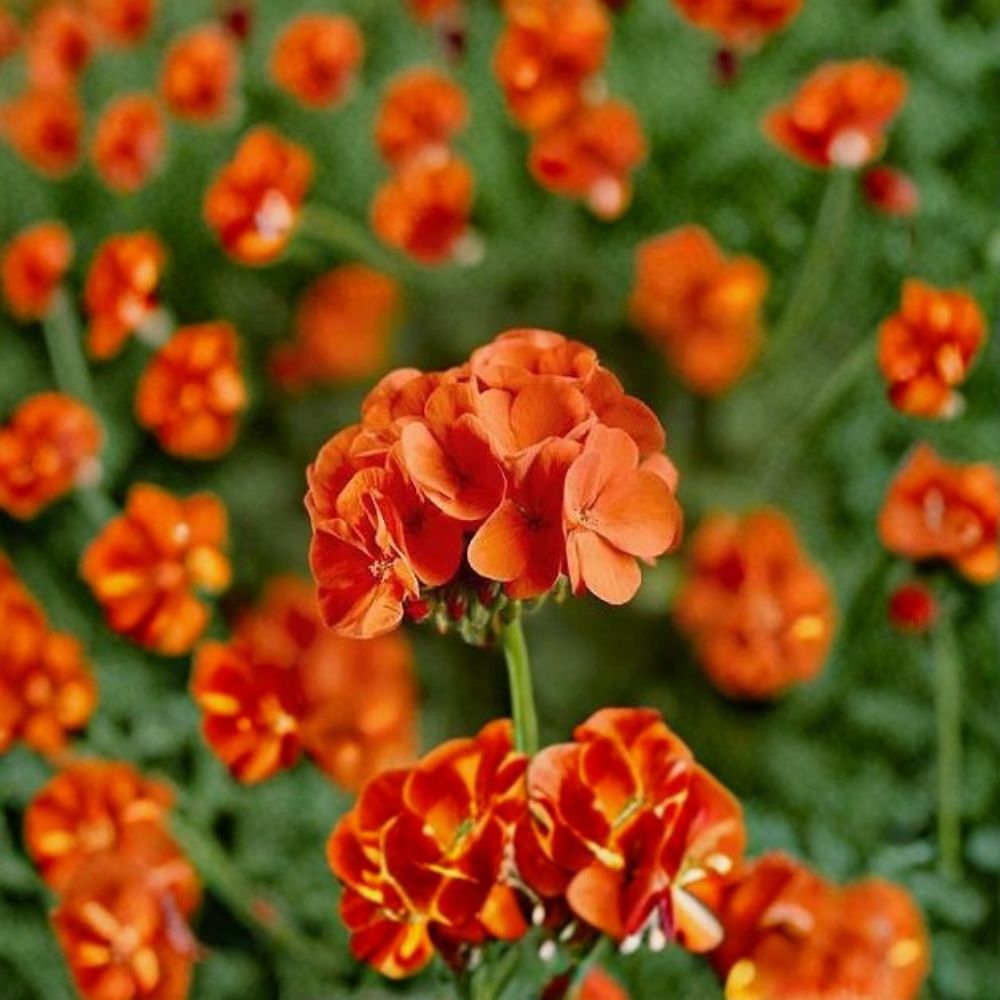 Geranium Pinto Premium Orange Pelargonium Seeds 1,000 Vivid Orange Blooms Garden & Landscape Friendly