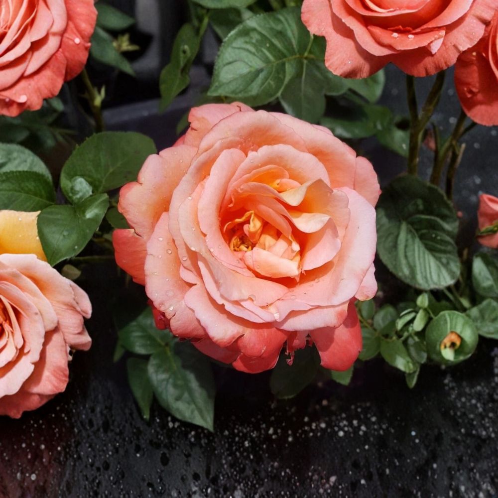 Voodoo Hybrid Tea Rose Live Plant – 3 Gallon Bush with Orange Yellow Fragrant Blooms – Rosa Garden Shrub