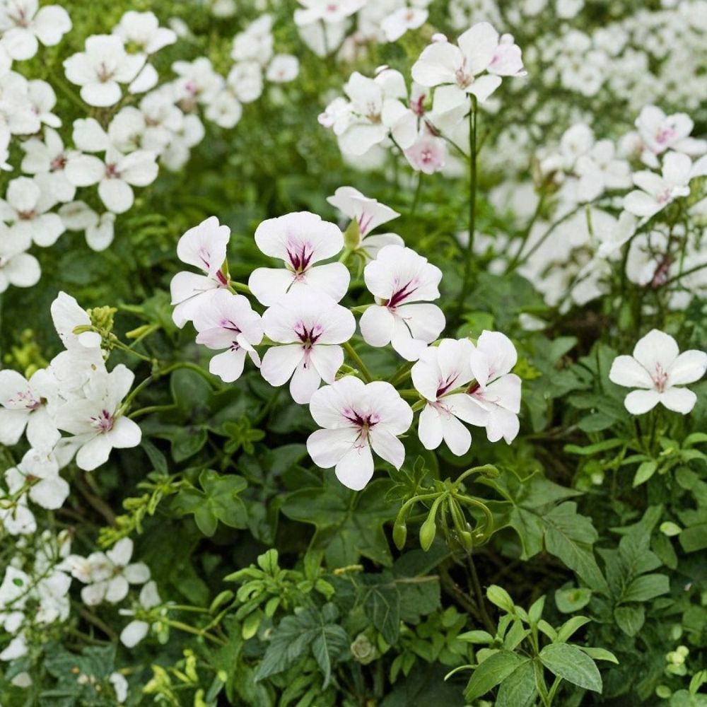 Reach Out White Ivy Geranium Seeds – 100 Pelargonium Seeds for Baskets & Pots, Trailing White Flowers, Easy to Grow