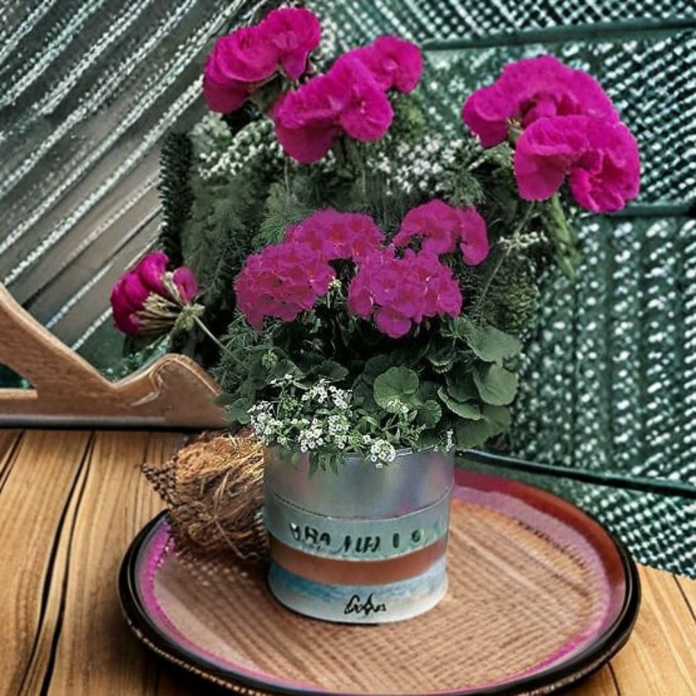 Geranium Maverick Violet Seeds – Pelargonium, Violet Blooms, Garden & Landscape, 1,000 Seeds