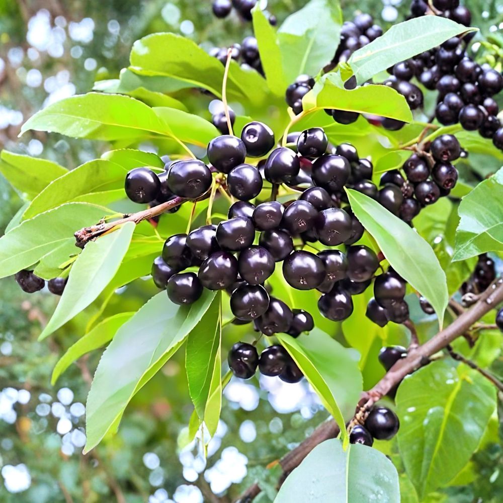 Wild Black Cherry Trees – Prunus serotina Bare Root Live Plants – Native Fruit Tree, Wildlife Friendly, Fast Growing, Set of 2