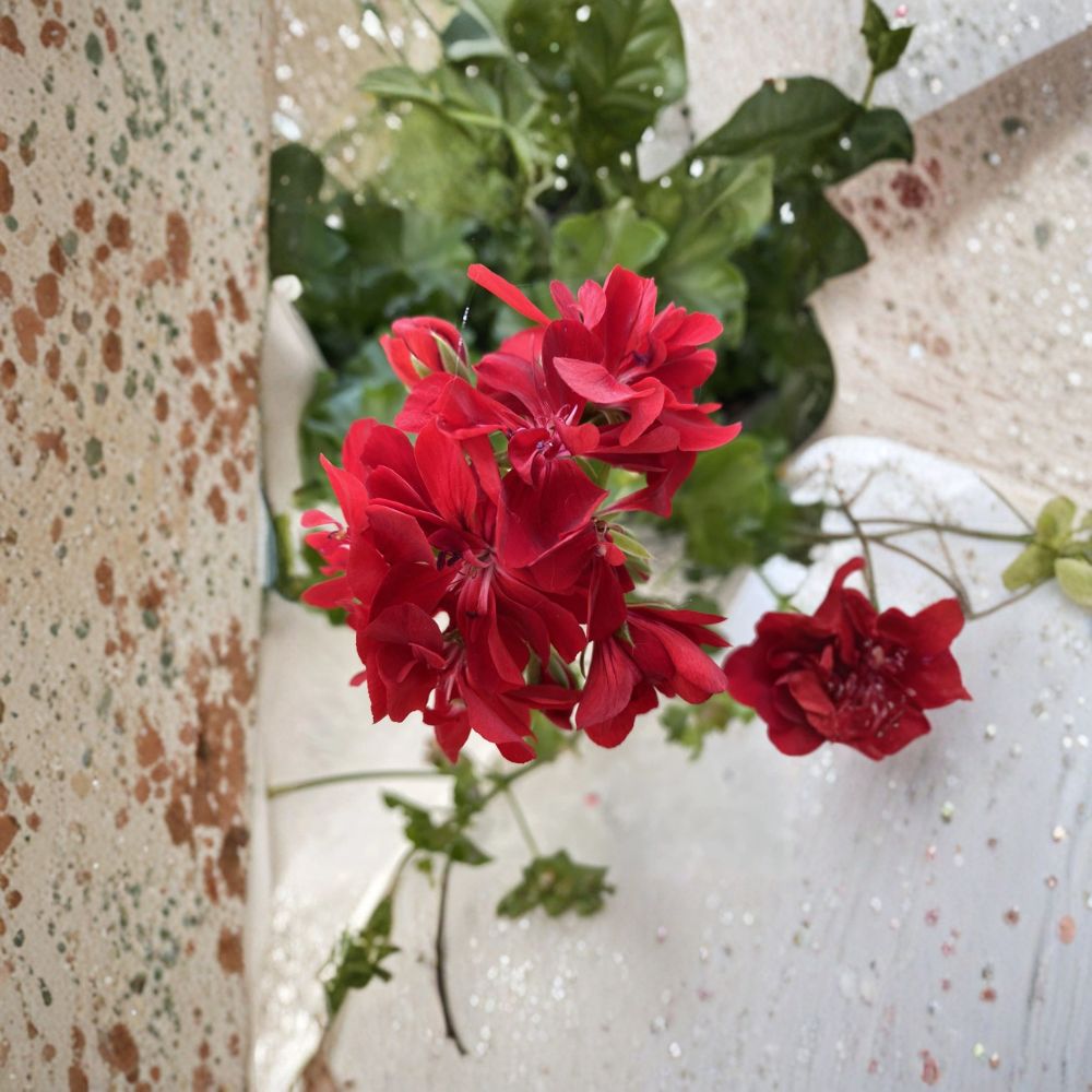 Organic Red Geranium Cuttings – 6 Live Pelargonium Starters for Patio & Container Gardening | Easy to Grow