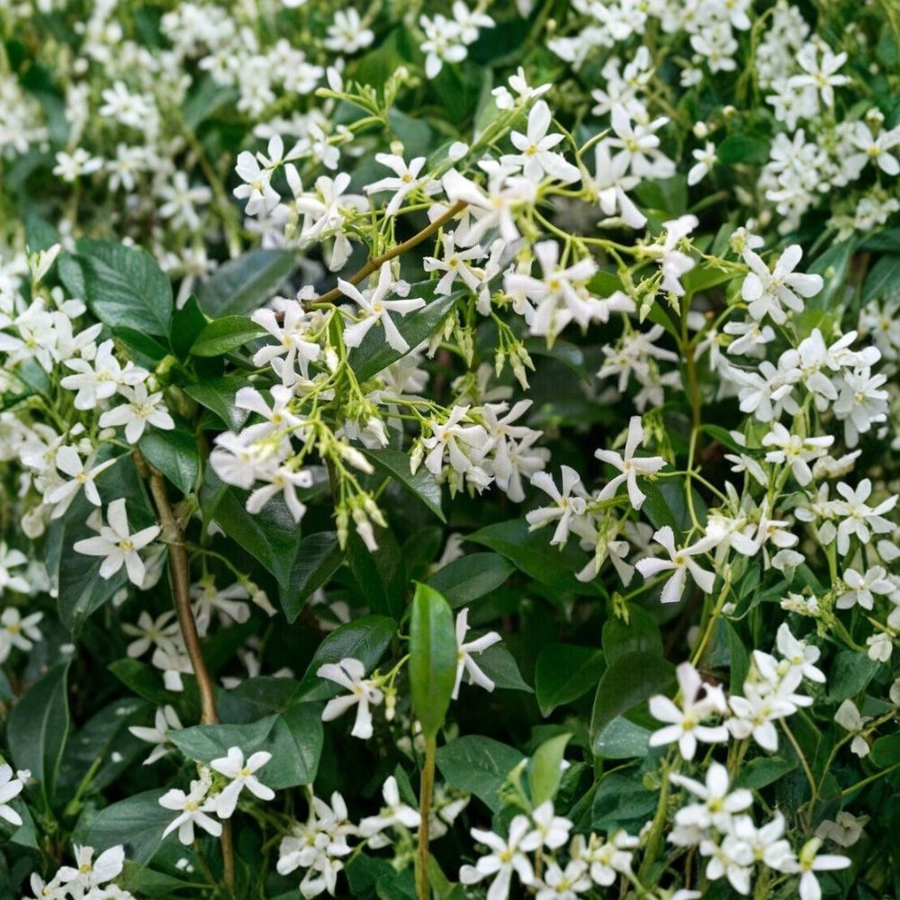 Star Jasmine Plant – Live Vine in 3-Inch Pot, Fragrant White Flowers, Indoor Outdoor Climbing Plant, Trachelospermum jasminoides