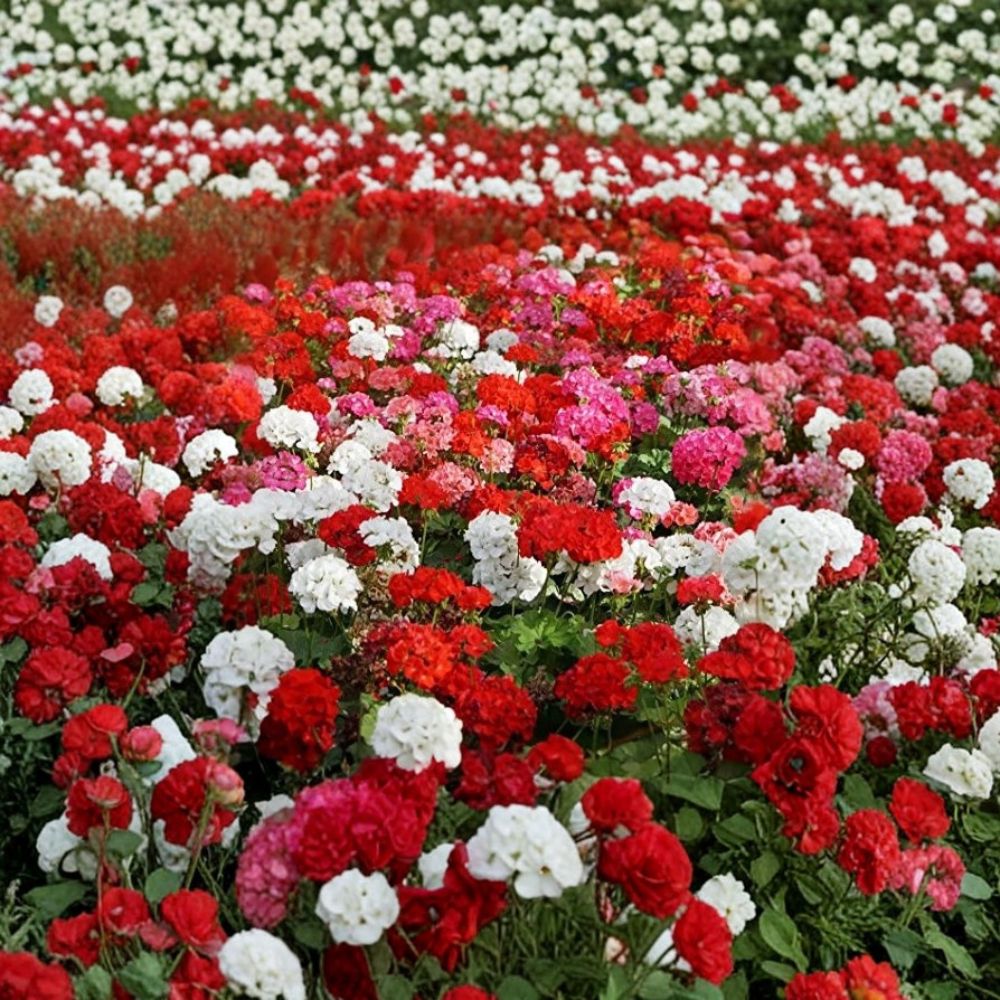 Geranium Flower Seed Mix – 100 Pelargonium Annual Seeds for Containers, Baskets & Patio Gardens, Bright Colorful Blooms