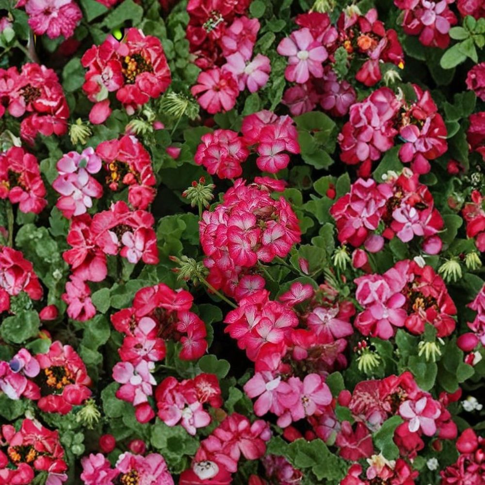 Geranium Pinto Premium Rose Bicolor Seeds | Pelargonium | Rose & White Blooms | Vigorous Garden Plant | Easy to Grow | 1,000 Seeds