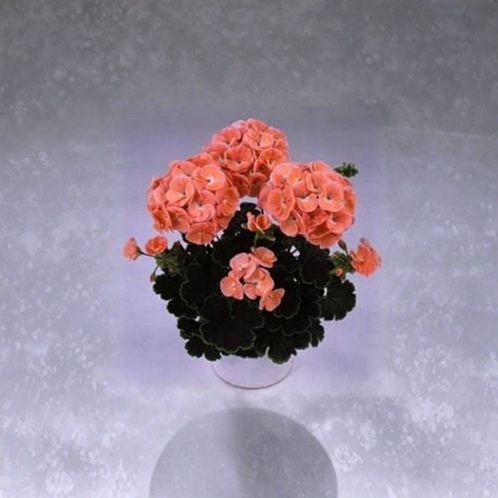 Black Velvet Salmon Geranium Seeds – 5 Zonal Pelargonium with Chocolate Foliage and Salmon Blooms for Patio and Container Gardening