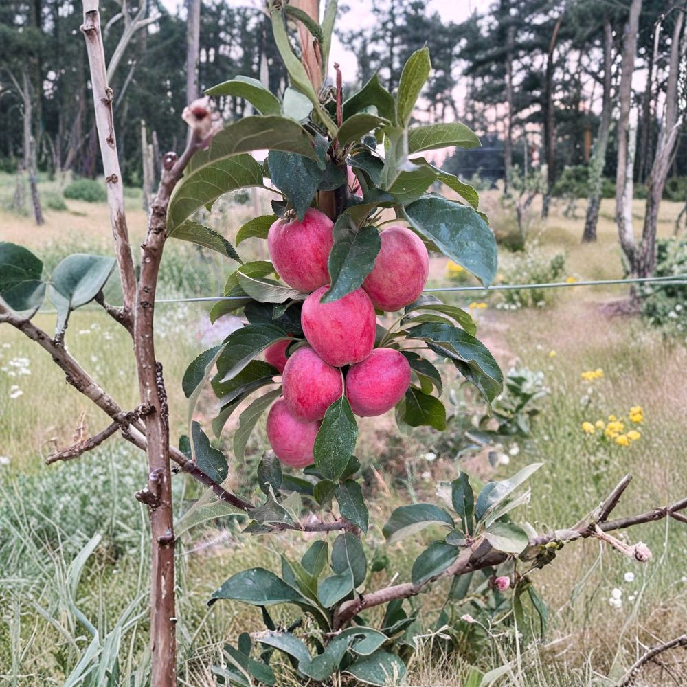 Santiam Red Gala Apple Tree – Bare Root, Early Ripening, Disease-Resistant Malus domestica, M7 Semi-Dwarf Fruit Tree