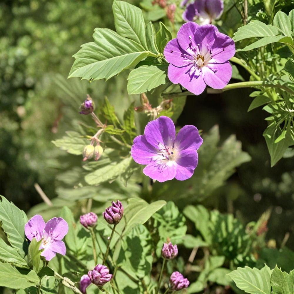 Wild Geranium Bare Root Plants – Geranium maculatum Woodland Wildflowers – Native Hardy Perennial for Shade Gardens