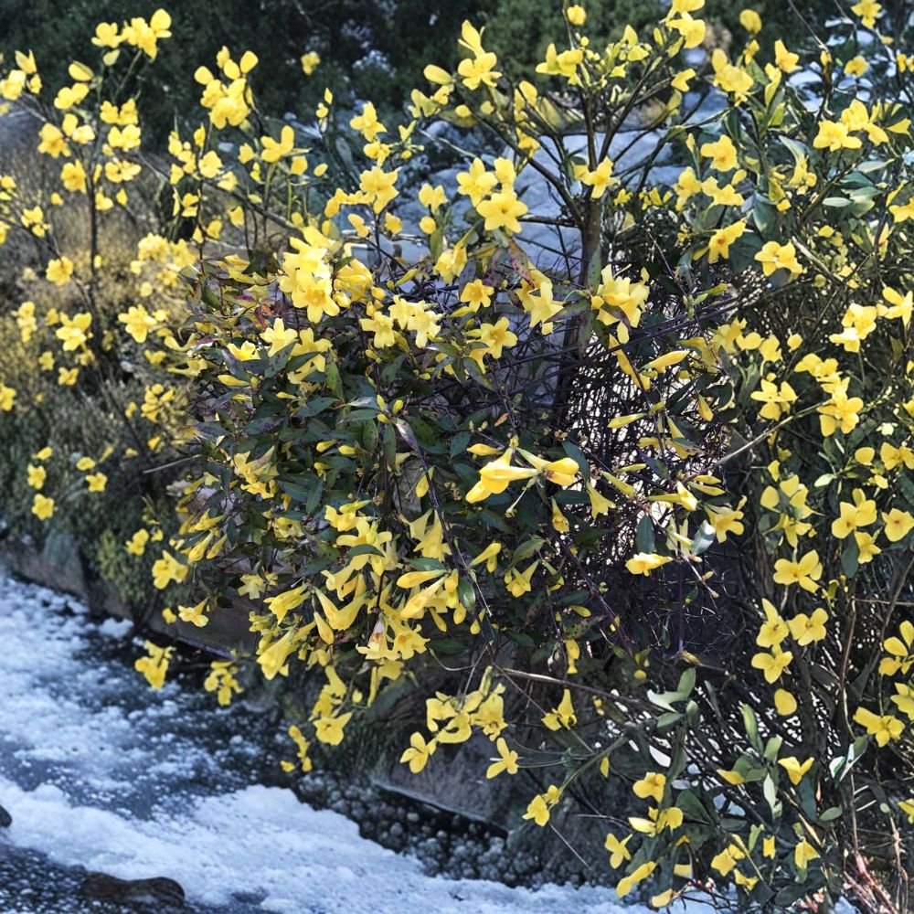 Carolina Jasmine Plant Set of 7 – Gelsemium sempervirens Bare Root Vines, 8-10 Inch Yellow Jessamine Climbing Plants, Hummingbird Friendly