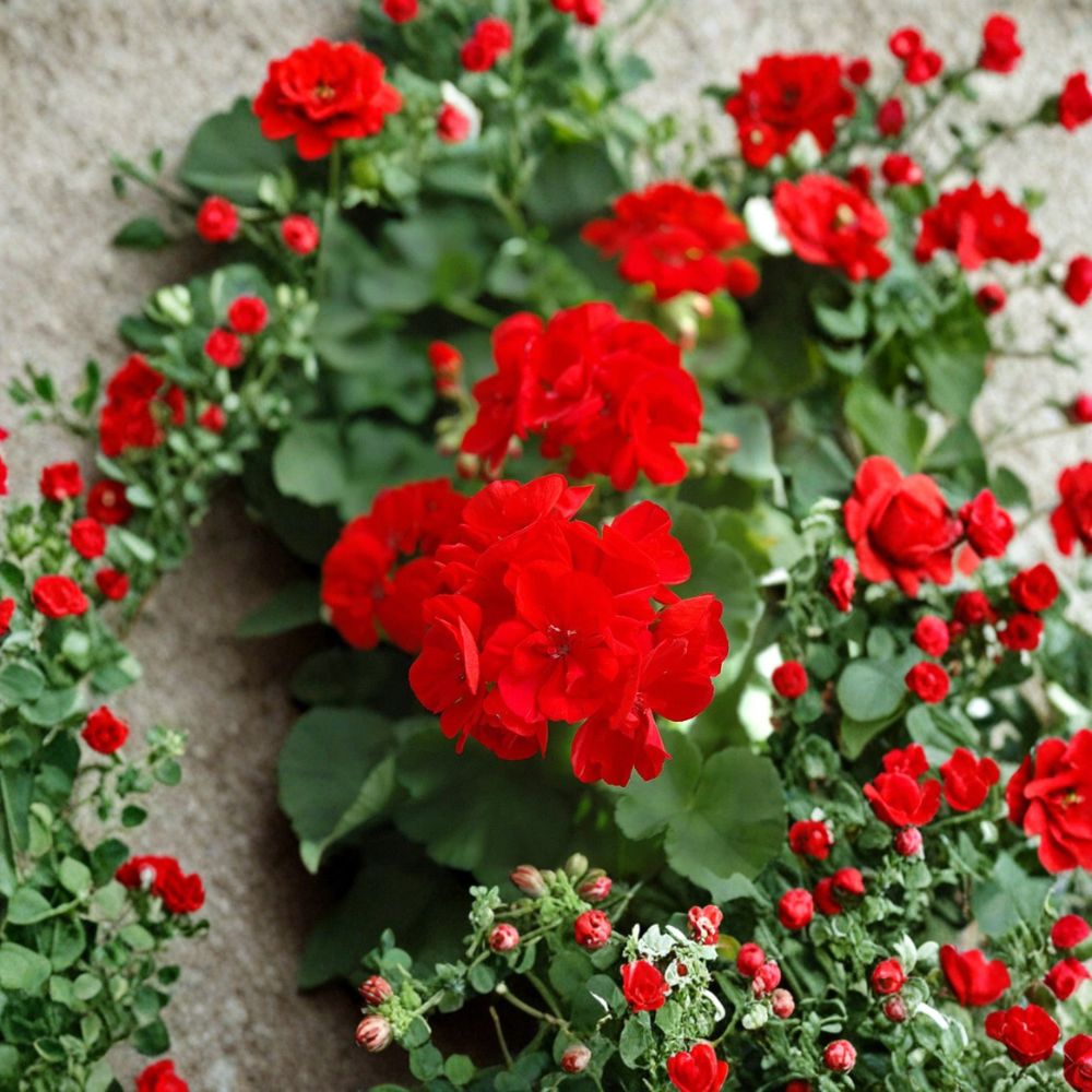 Red Geranium Cuttings – 20 Fresh Unrooted Pelargonium Starter Plants for Patio & Garden, Easy to Root, Bright Red Blooms