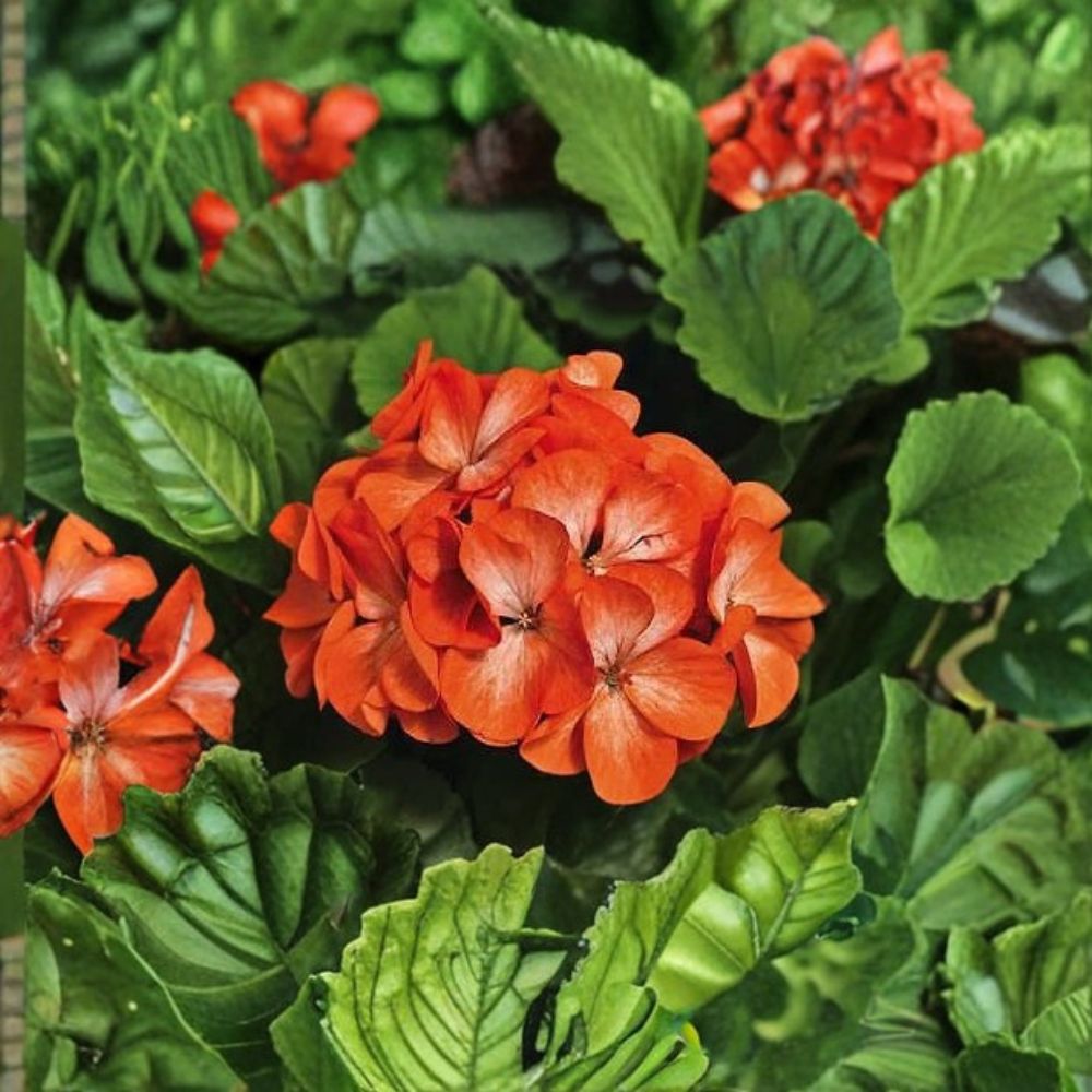 Geranium Pinto Premium Orange Bicolor Seeds – Pelargonium, Vibrant Orange & White Blooms, Easy to Grow, 1,000 Seeds