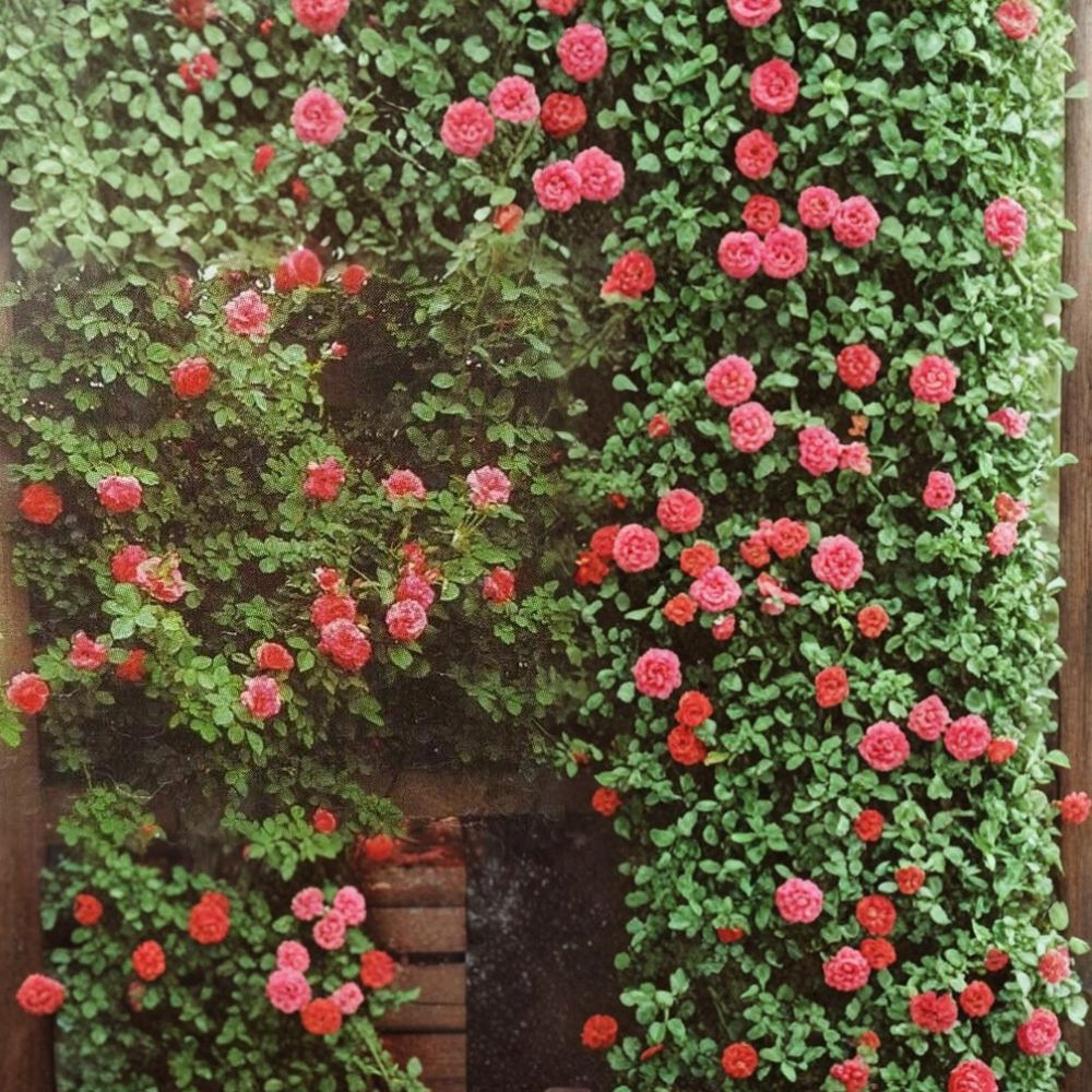 Climbing Rose Plant – Salmon Pink Hybrid Rosa 'Climbing America' – 2 Gallon Live Plant for Trellis & Arbor