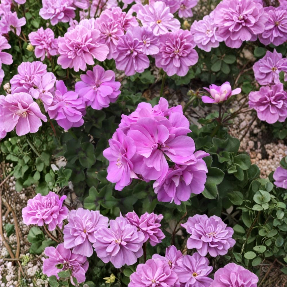 Double Bright Pink Ivy Geranium Cuttings – 8 Live Pelargonium Trailing Hanging Basket Flowers | Easy to Root Year-Round Blooms