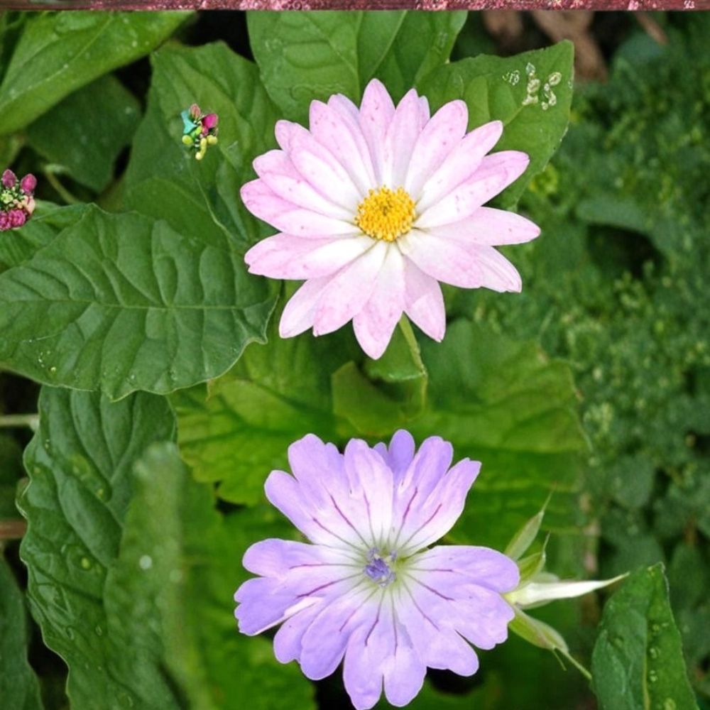 Hexham Lace Geranium Seeds – 25+ Premium Flower Seeds for Colorful Garden Blooms, Patio & Balcony, Easy to Grow, Ornamental Plant